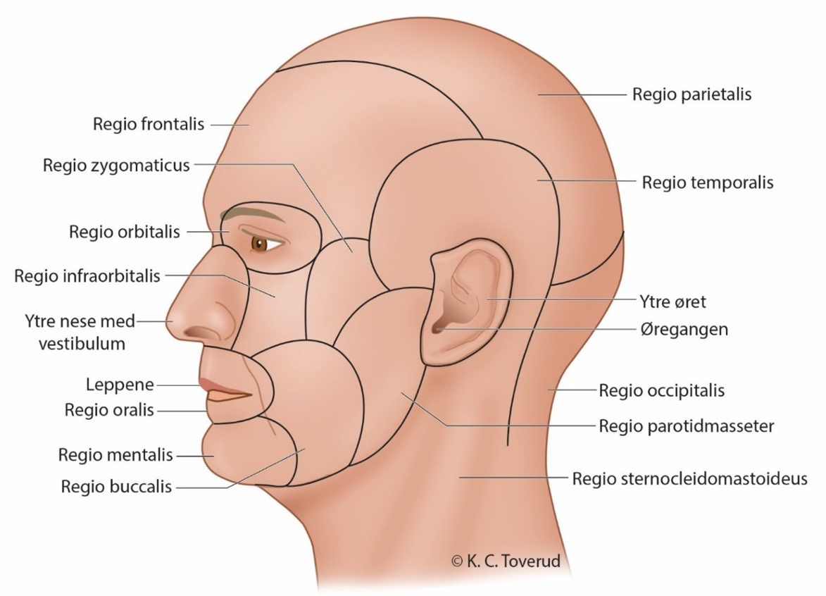 Figur 22.1: Ansiktets anatomiske regioner