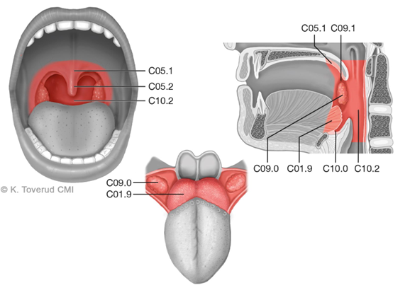 Figur 17.1: Orofarynks anatomi