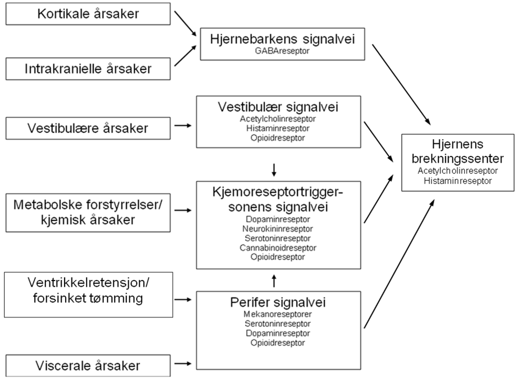 Signalveier og reseptorsystemer involvert ved kvalme og oppkast.png