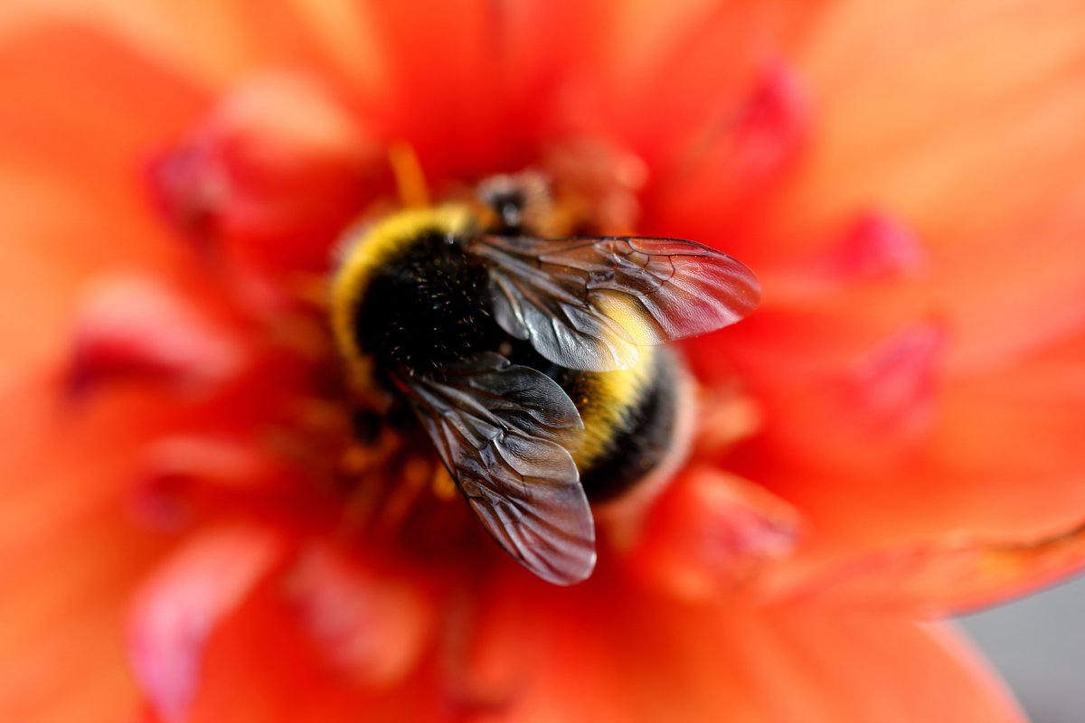 En bie sitter på en blomst
