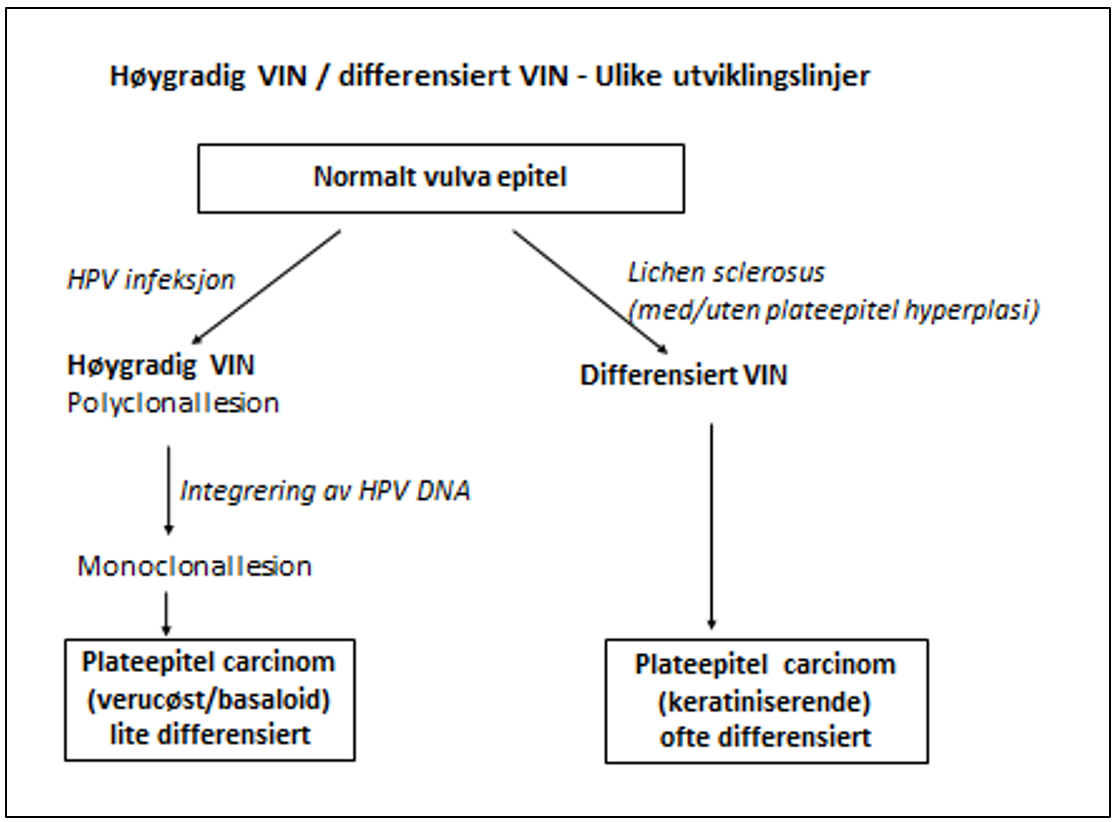 Gynekologisk kreft - høygradig VIN.png