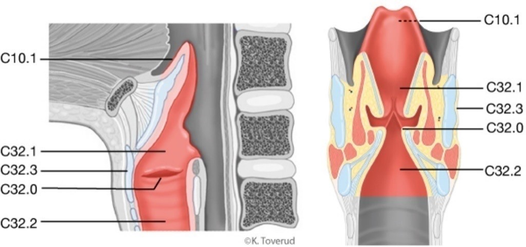Figur 19.1: Strupehodets (larynks) anatomi