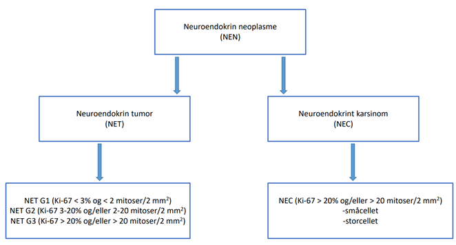Figur 5.1: Skjematisk fremstilling av WHO-klassifikasjon (WHO Classification of Tumours Editorial Board, 2019) for gradering av NEN.
