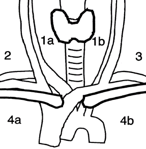 Bilde 1: Lymfeknuteregioner. Dralle (kompartment)